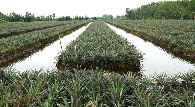 VƯỜN KHÓM BẢY NAM - MIỆT VƯỜN TRĨU TRÁI MỜI GỌI DU KHÁCH TỰ TAY HÁI KHÓM
