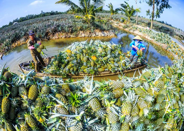VƯỜN KHÓM TÂN KHOA - ĐIỂM ĐẾN MIỆT VƯỜN LÝ TƯỞNG VỚI HƯƠNG KHÓM BÌNH AN NGỌT LỊM KHÓ QUÊN